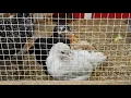 Chicks - 6 Weeks Old and Becoming Friendly