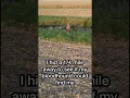 My bloodhound trying to find me in a field