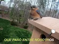 Detective - Jota Rosa & Alvaro Diaz
