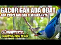 Download Lagu Rambatan Paruh Merah Gacor GAK ADA OBAT Cocok Buat Masteran Murai Batu Kacer C Ijo