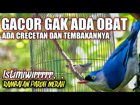 Download MP3 Rambatan Paruh Merah Gacor GAK ADA OBAT Cocok Buat Masteran Murai Batu Kacer C Ijo
