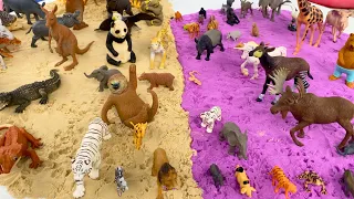 SAND ANIMALS COLLECTION Alligator Tiger Giraffe Lion And More 