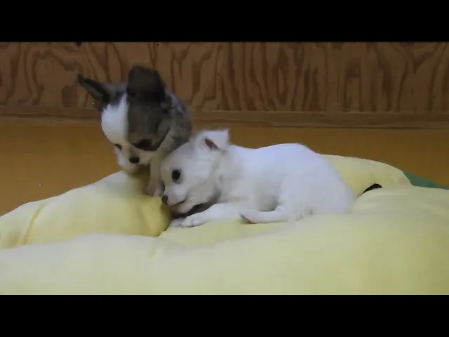 動画
