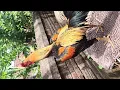Download Lagu Suara Kokok Ayam Bangkok Wiring Kuning