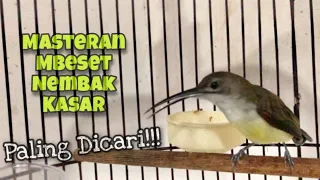 mbeset nembak masteran pijantung pisang nembak durasi panjang suara jernih kicau tembak