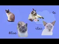 Genetics of Siamese cat coat colors