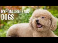 Top 10 Hypoallergenic Dog Breeds