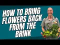 Download Lagu Cara Membawa Kembali Bunga dari Ambang Kepunahan #plantrescue #plantcare #plantcaretips