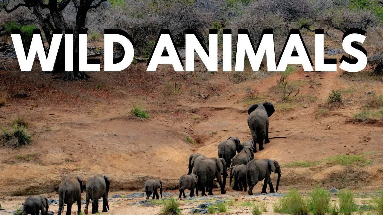 Wild Animals- Scenic Relaxation 20 minute Film With Relaxing Music #asmr