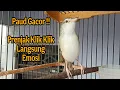 Download Lagu Prenjak Klik Klik Gacor, Untuk Pancingan Prenjak Klik Klik Agar Bunyi Gacor
