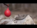 vipera berus slow mo