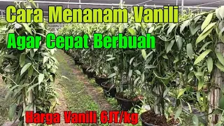 cara menanam vanili agar cepat berbuah