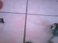 Las vergas peludas