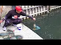 Download Lagu Yakin ngeri ngeri sedap setiap Mancing di sini joran tegek selalu di hajar ikan Nila Babon Super
