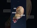 What is central placenta previa and how does it impact pregnancy Obstetrics explained in 3D