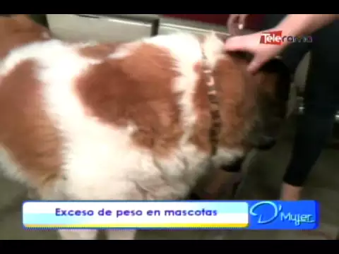 Exceso de peso mascotas