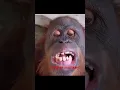 Download Lagu Uncle monkey