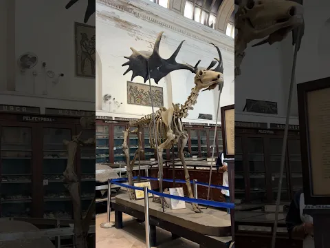 Indian museum history #shorts #funny ￼
