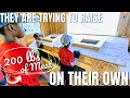 Download Lagu Almost All Of Their Chickens Died!!! | ESTABLISHING OUR 1ST GENERATION {Debt Free} HOMEstead