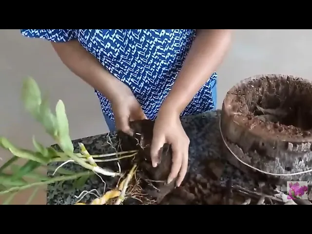 COMO NÃO SE DEVE PLANTAR UMA ORQUÍDEA