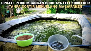 Download Update Perkembangan Budidaya Ikan Lele 1000 Ekor Tanpa Sortir Menjelang Panen !!! MP3