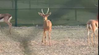 صوت الغزال سليل 