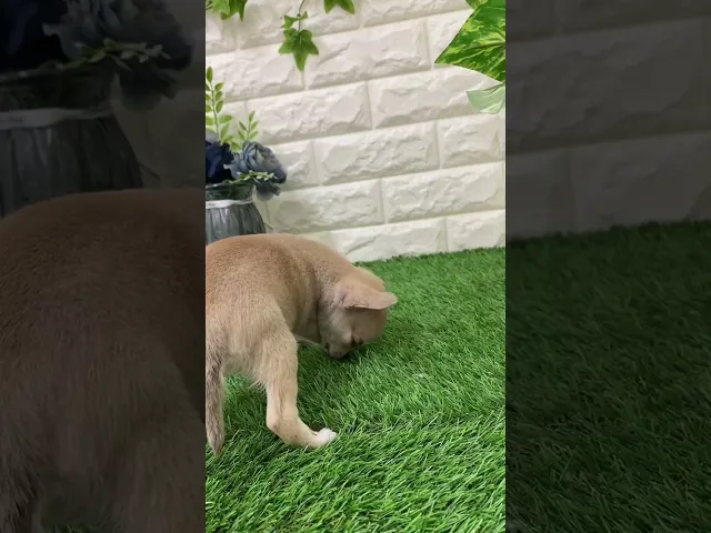 動画