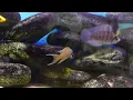 EPIC PRIVATE FISH ROOM TOUR | BREEDING RARE AND SPECIALIST FISH