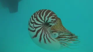 E14 – We saved a live Nautilus!
