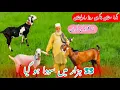 Download Lagu    dodh wali bakrian bakra mandi chakri road Rawalpindi  latest update 18 September 2025#beetalgoat 