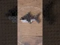 DIY Animal Hama Bead Easy Craft Ideas - Shark