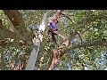 Lagu Cưa cây Xanh khủng um tùm gần dây điện / Sawing down a giant green tree near the power line | P111