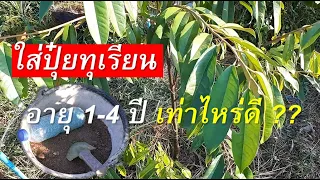 ใส่ปุ๋ยทุเรียนอายุ 1-4 ปี ให้ต้นโตเร็ว!! ควรใส่ปุ๋ยอะไร เท่าไหร่ดี ?? คลิปนี้มีคำตอบ!!