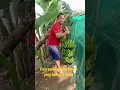 Download Lagu Cara panen pisang Ambon yang baik dan benar