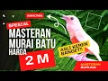 Download Lagu MASTERAN MURAI BATU SULTAN MURAI BATU ALBINO SEHARGA 2 MILIAR