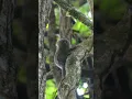 Download Lagu Smallest Monkey In The World