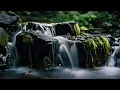 Download Lagu AMPUH ❗ Suara air sungai untuk terapi burung stress - Relaksasi Burung - Terapi burung macet