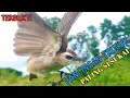 Download Lagu Suara Panggilan Trucuka Gacor Ampuh Bikin Terucuk Bisupun Langsung Nyaut Terbukti Keampuhannya