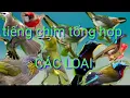 Download Lagu Tiếng Chim Bẫy Tổng Hợp. (file  VÍP)