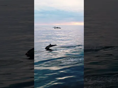 Killer Whales and the most beautiful sunset ever with Gone Whale Watching in San Diego!