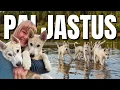 Download Lagu PALJASTAN PENTUJEN NIMET \u0026 ikäviä uutisia😭
