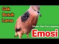 Download Lagu TEKUKUR GACOR Suara Besar - PANCINGAN UNTUK MALAS BUNYI (CEPAT RESPON) LANGSUNG EMOSI