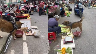 The puppy helps the intelligent dog who is going to buy groceries take care of the stall🤠