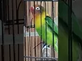 Download Lagu lovebird fughter koek koek sambung ngekek sangat bagus buat pancingan#lbdurasipanjang