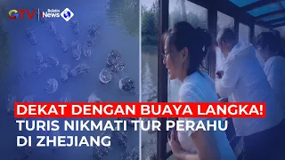 Wisata Ekstrem di Zhejiang! Turis Masuk Habitat Buaya Raksasa Langka