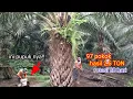 Download Lagu REKORR BARU TERCIPTA!! HANYA 97 POKOK KELUAR 2,5 TON TERNYATA INI PUPUKNYA!!