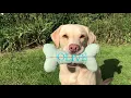 Olive and Mabel - Not a smooth criminal