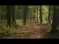 Here Again - Elevation Worship | Instrumental Worship | Soaking Music