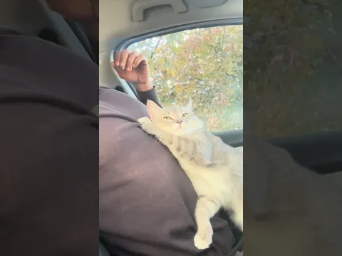 أعرفكم على دكسن صديقي الجديد 😍 🐈⬛ #العراق #قطط