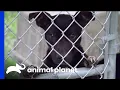 Villalobos Rescue Centre Helps Dogs Rescued From Fighting Rings Pit Bulls Parolees